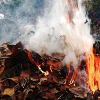 Ні палінню листя