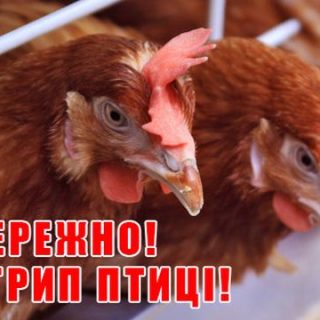 Обережно! Пташиний грип