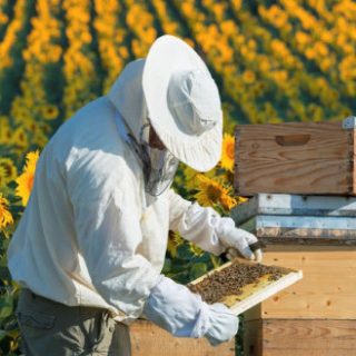 До відома пасічників Хотінської ОТГ.  Пасічники Басівської сільської ради інформують