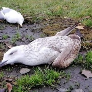 В зв'язку з масовою загибеллю птахів, прохання до аграріїв дотримуватися правил використання і застосування отрутохімікатів на обробляємих полях