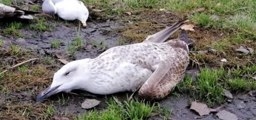 В зв'язку з масовою загибеллю птахів, прохання до аграріїв дотримуватися правил використання і застосування отрутохімікатів на обробляємих полях