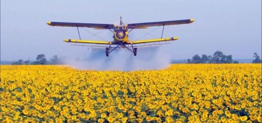 В період з  8 вересня по 12 вересня буде проводитись десекація посівів соняшнику із залученням авіації на території Хотінської ТГ (Хотінь, Писарівка)