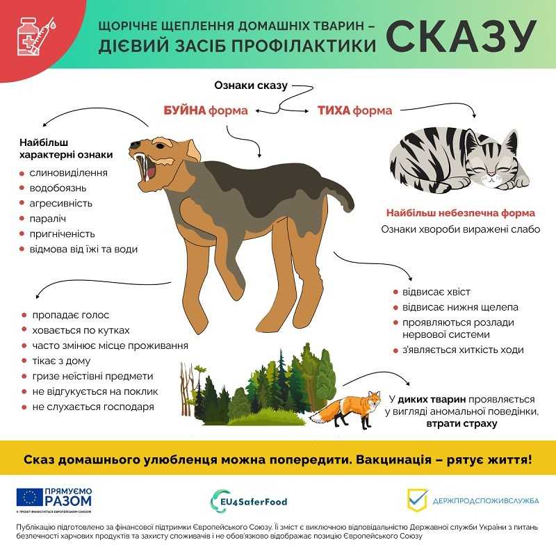Щорічне щеплення домашніх тварин - дієвий засіб профілактики сказу